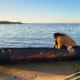 Chenae Bullock (Shinnecock Tribal Citizen) first launching her newly made Mishoon in the Shinnecock Bay